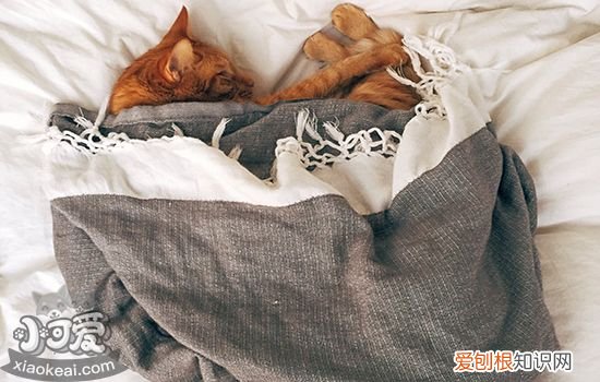 幼猫拉稀便血怎么办,小猫拉稀便血怎么办,幼猫拉稀怎么办，幼猫拉便便有血怎么办