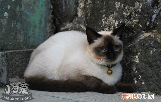小奶猫需要打什么针,养小猫需要打什么针,新买的猫需要打什么针，小奶猫需要打针吗