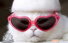 猫身上有蜱虫,猫蜱虫叮咬后伤口图片,猫身上有俾虫吗，宠物猫身上有蜱虫怎么办