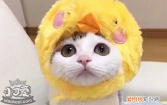 猫咪虱子会到人身上吗,猫咪虱子跳到身上,，猫身上的虱子会跳到人身上吗