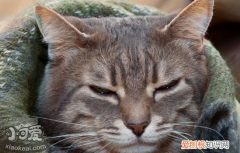 猫跳蚤药哪个牌子好,猫咪跳蚤药,猫咪跳蚤多怎么去除，猫跳蚤用什么药