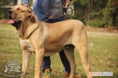 如何训练斗牛獒犬空中接物，斗牛獒犬空中接物训练方法，怎么训练狗狗在空中接东西