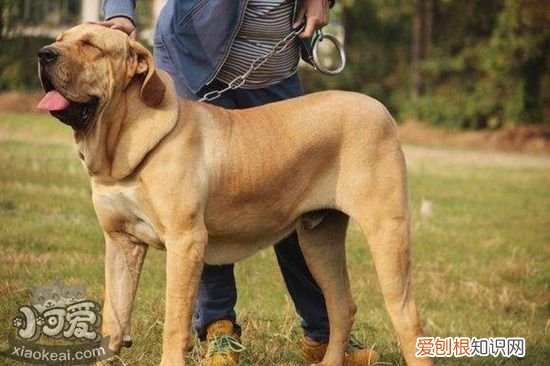 如何训练斗牛獒犬空中接物，斗牛獒犬空中接物训练方法，怎么训练狗狗在空中接东西