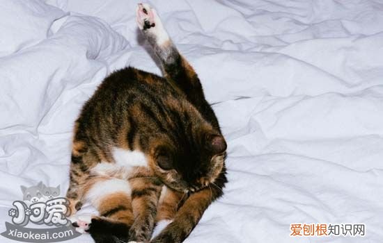 猫咪耳螨症状,猫咪耳螨用什么药,猫咪耳螨怎么引起的，猫咪得了耳螨用什么药