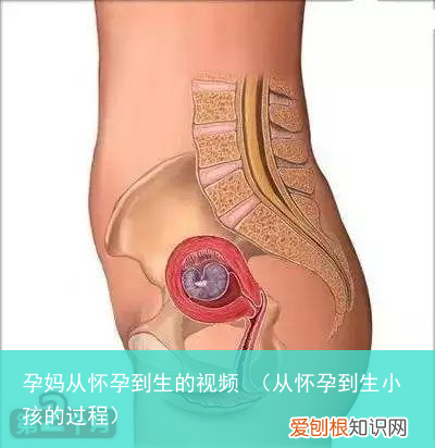从怀孕到生小孩的过程 孕妈从怀孕到生的视频