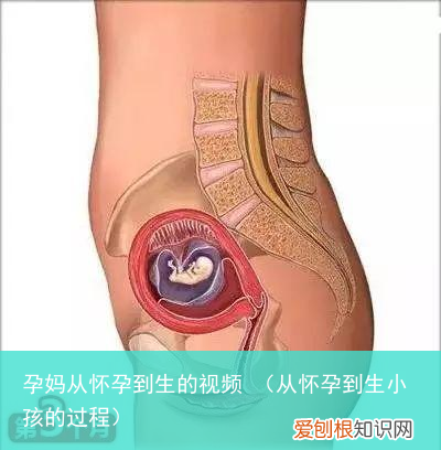 从怀孕到生小孩的过程 孕妈从怀孕到生的视频