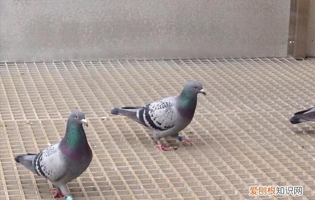 鸽子开灯能睡觉吗 鸽子晚上可以开一夜灯光吗
