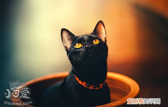 猫咪感染耳螨的症状,猫咪耳螨症状,猫耳螨症状，猫咪得了耳螨症状