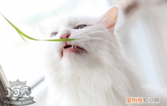 猫异食癖是缺什么,猫异食癖吃什么药,猫异食癖怎么办，猫猫有异食癖怎么办