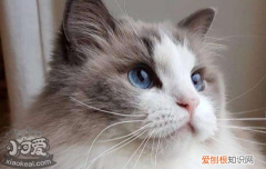 小猫多大可以打疫苗驱虫啊,小猫多大打疫苗体外驱虫,小猫多大可以打疫苗和驱虫
