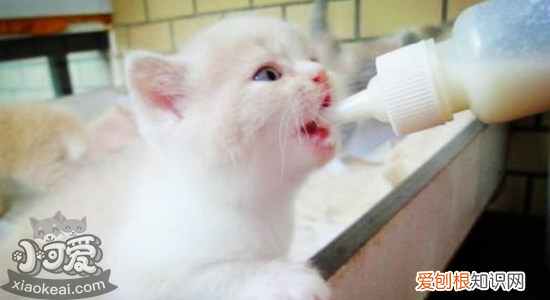 小猫多大可以打疫苗驱虫啊,小猫多大打疫苗体外驱虫,小猫多大可以打疫苗和驱虫