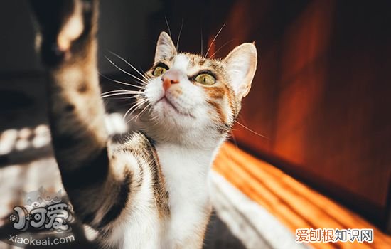 猫糖尿病的症状,猫糖尿病早期什么症状,猫得糖尿病有哪些症状，猫患糖尿病有哪些症状
