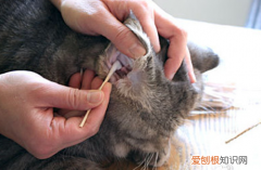 猫咪耳螨要怎么处理,猫咪耳螨怎么处理,猫咪的耳螨要怎么处理，猫咪耳螨怎么解决