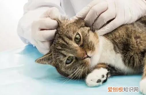 猫咪耳螨要怎么处理,猫咪耳螨怎么处理,猫咪的耳螨要怎么处理，猫咪耳螨怎么解决