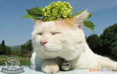 猫咪呕吐的常见原因,猫咪呕吐的原因,猫咪呕吐有哪些原因，猫咪呕吐的原因是什么