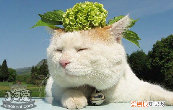 猫咪呕吐的常见原因,猫咪呕吐的原因,猫咪呕吐有哪些原因，猫咪呕吐的原因是什么
