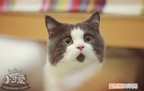 猫咪呕吐的常见原因,猫咪呕吐的原因,猫咪呕吐有哪些原因，猫咪呕吐的原因是什么