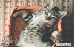 猫咪尿结石的症状,猫尿结石症状,猫尿结石什么症状，猫咪尿结石症状表现