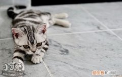 猫咪尿结石怎么治疗,猫咪尿结石吃什么药,猫得尿结石怎么治疗，治疗猫咪尿结石应该用什么药