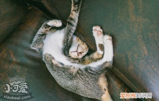 猫咪尿结石怎么治疗,猫咪尿结石吃什么药,猫得尿结石怎么治疗，治疗猫咪尿结石应该用什么药