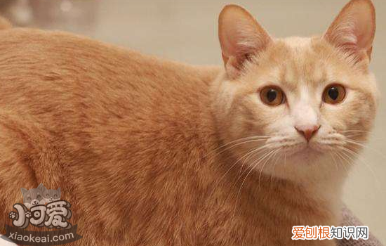 小猫皮肤掉毛,小猫皮肤病怎么治疗,小猫皮肤病掉毛怎么办，小猫生病掉毛