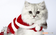 三个月猫咪贫血怎么办,两个月猫咪贫血怎么办,猫咪严重贫血怎么办，三个月小猫贫血怎么办