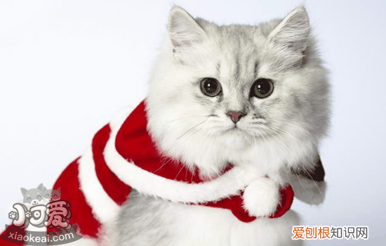 三个月猫咪贫血怎么办,两个月猫咪贫血怎么办,猫咪严重贫血怎么办,三个月小猫贫血怎么办
