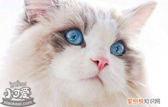 三个月猫咪贫血怎么办,两个月猫咪贫血怎么办,猫咪严重贫血怎么办,三个月小猫贫血怎么办