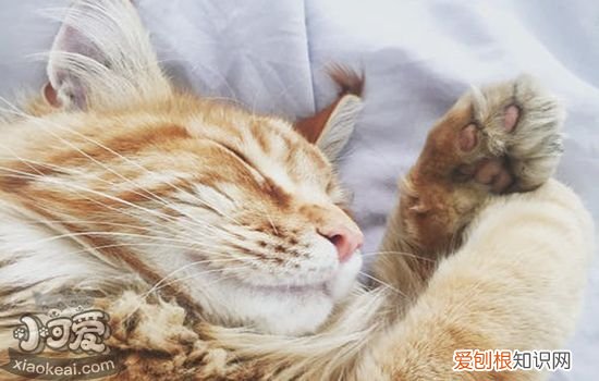 猫瘟怎么治疗,猫瘟怎么治,猫得猫瘟怎么治疗,猫得猫瘟了怎么治疗