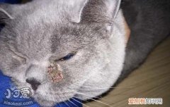 英短得了猫藓怎么办,英短为什么容易长藓,英短长藓怎么办，英短猫猫藓怎么治