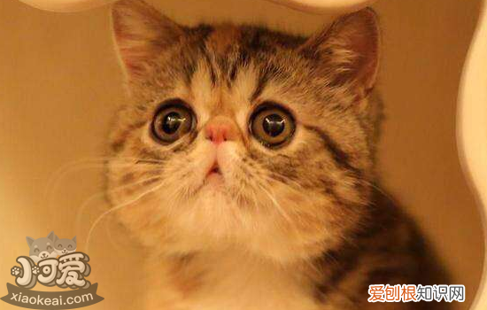 猫子宫蓄脓什么症状,猫子宫蓄脓自己治愈,猫子宫蓄脓的特征，猫咪子宫蓄脓表现