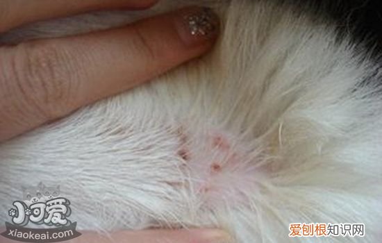 猫体外寄生虫症状,猫有体外寄生虫的症状,猫体外寄生虫怎么消除，猫体外有虫的症状是什么