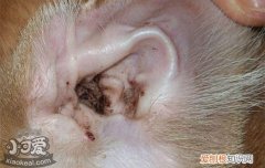 猫体外寄生虫症状,猫有体外寄生虫的症状,猫体外寄生虫怎么消除，猫体外有虫的症状是什么