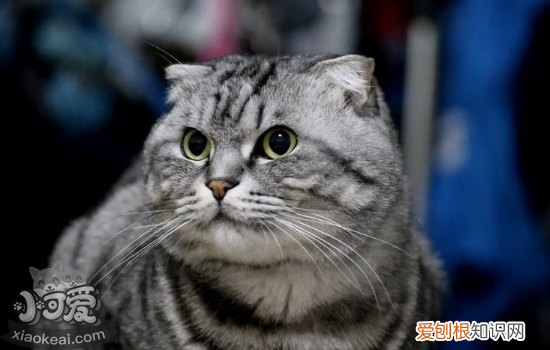 猫免疫缺陷综合症,猫免疫缺陷病毒，猫先天性免疫缺陷病