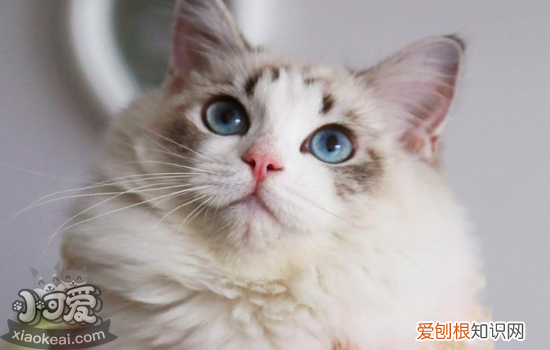 布偶猫皮肤病怎么办,布偶猫皮肤病什么样,布偶猫皮肤病是什么症状，布偶得皮肤病了怎么办