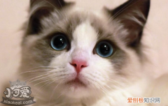 布偶猫皮肤病怎么办,布偶猫皮肤病什么样,布偶猫皮肤病是什么症状，布偶得皮肤病了怎么办