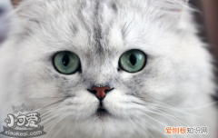 猫免疫缺陷病毒,猫免疫缺陷病毒的主要传播途径，猫免疫不全病毒