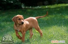 罗得西亚脊背犬什么时候训练好，猎狮犬最佳训练时期，猎犬怎么训练最好