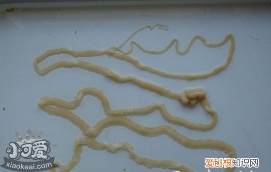 猫体内寄生虫有哪些,猫体内寄生虫种类,猫体内寄生虫长什么样,猫体内有寄生虫什么表现