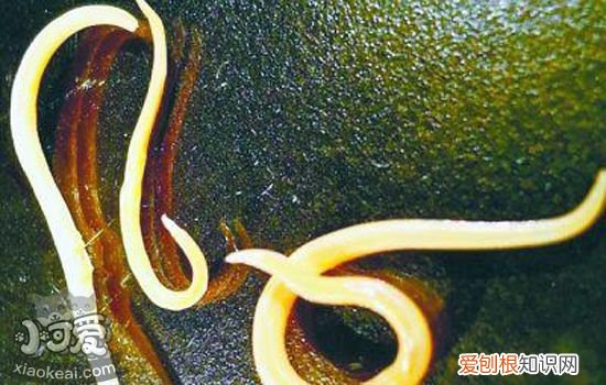 猫体内寄生虫有哪些,猫体内寄生虫种类,猫体内寄生虫长什么样,猫体内有寄生虫什么表现