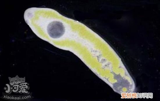 猫体内寄生虫有哪些,猫体内寄生虫种类,猫体内寄生虫长什么样,猫体内有寄生虫什么表现