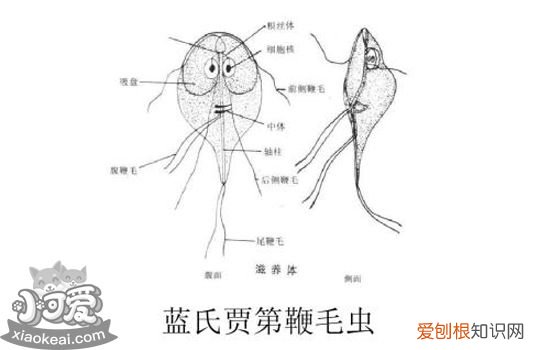 猫体内寄生虫有哪些,猫体内寄生虫种类,猫体内寄生虫长什么样,猫体内有寄生虫什么表现