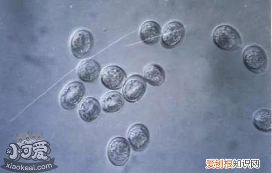 猫体内寄生虫有哪些,猫体内寄生虫种类,猫体内寄生虫长什么样,猫体内有寄生虫什么表现