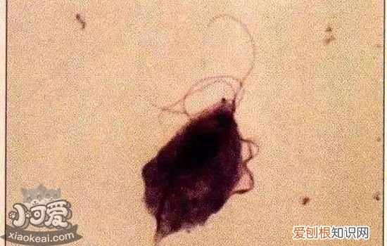 猫体内寄生虫有哪些,猫体内寄生虫种类,猫体内寄生虫长什么样,猫体内有寄生虫什么表现