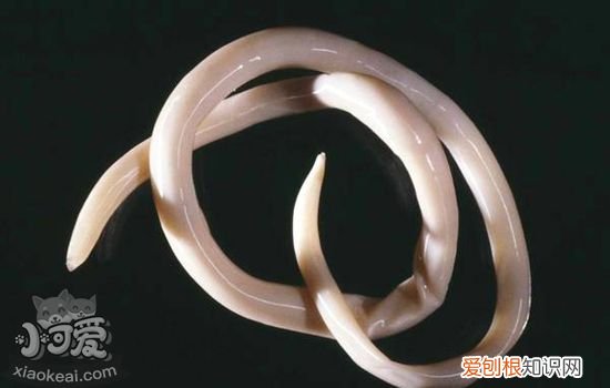猫体内寄生虫有哪些,猫体内寄生虫种类,猫体内寄生虫长什么样,猫体内有寄生虫什么表现