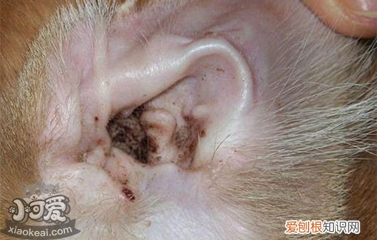 猫体外寄生虫怎么辨别,猫体外寄生虫有哪些,猫体外寄生虫种类，怎么判断猫咪体外有寄生虫吗