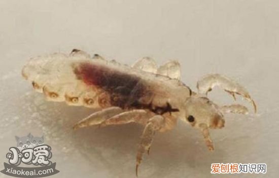 猫体外寄生虫怎么辨别,猫体外寄生虫有哪些,猫体外寄生虫种类，怎么判断猫咪体外有寄生虫吗