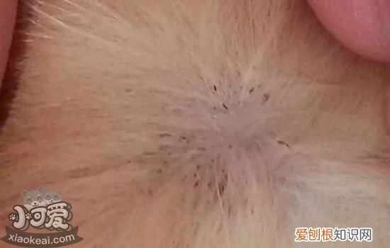 猫体外寄生虫怎么辨别,猫体外寄生虫有哪些,猫体外寄生虫种类，怎么判断猫咪体外有寄生虫吗