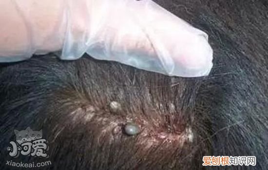 猫体外寄生虫怎么辨别,猫体外寄生虫有哪些,猫体外寄生虫种类，怎么判断猫咪体外有寄生虫吗