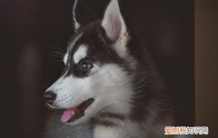 狗狗大便干燥是什么原因睡觉出气有点不均 狗狗大便干燥是什么原因